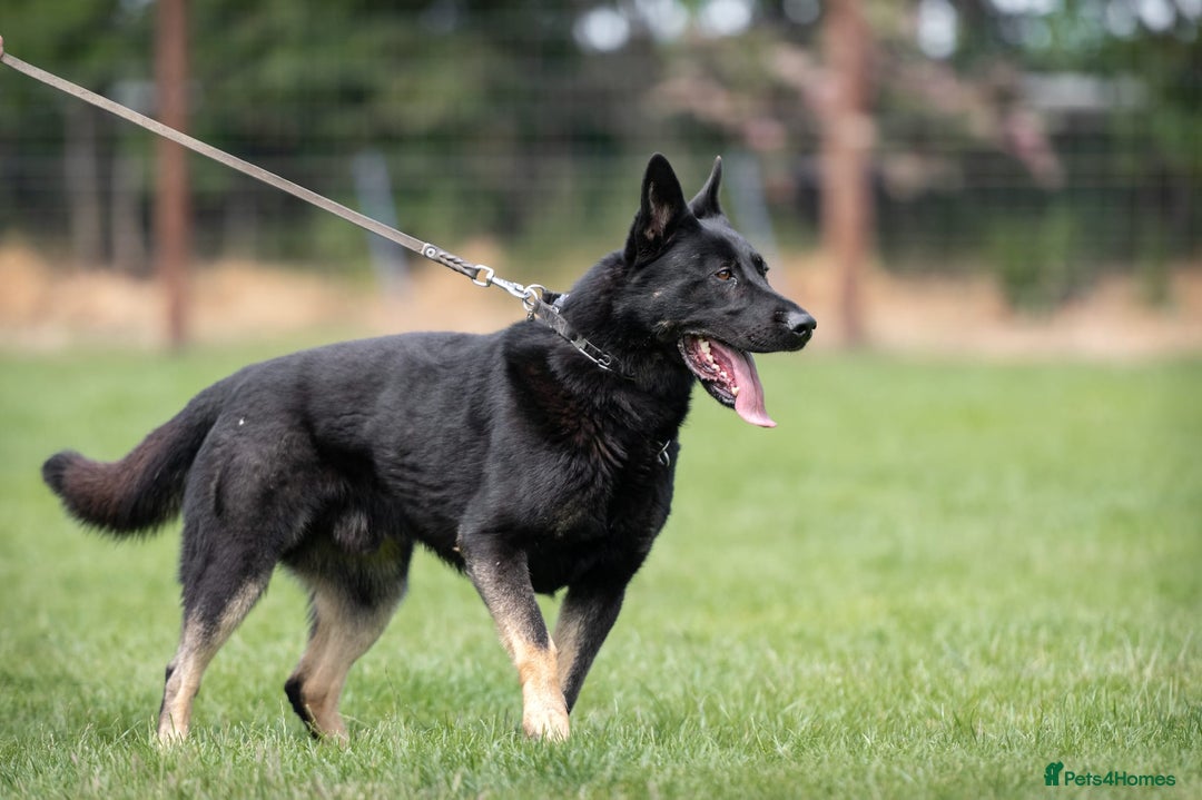 German Shepherd dogs for sale: 🌟Stunning KC Registered German Shepherd Pups🌟 - Image 12