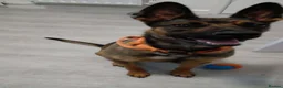 Mixed Breed dogs for sale: Forever home for Nova  - Advert 5