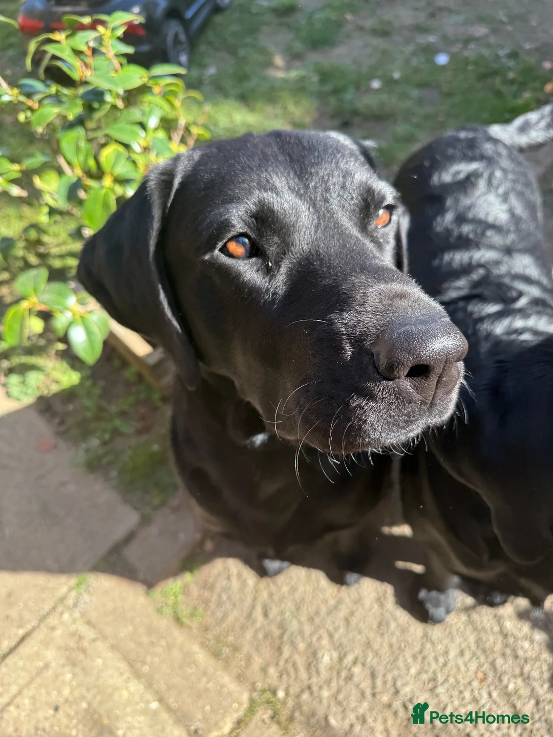 Labrador Retriever dogs for sale: Beautiful KC Registered Labrador Puppies  - Advert 26