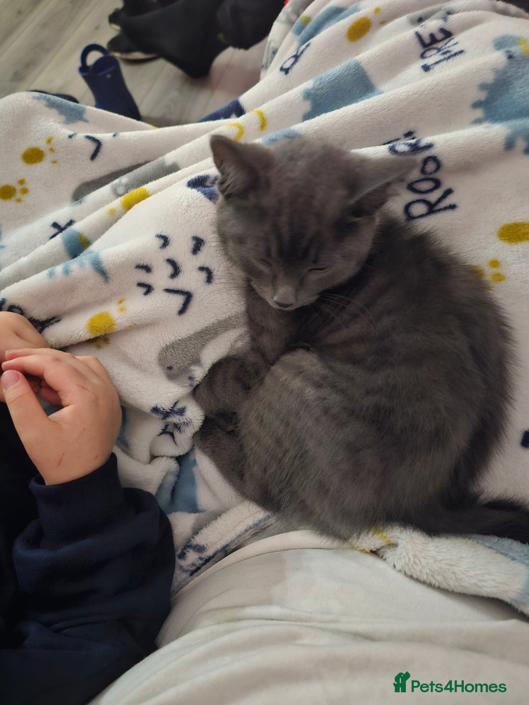 Mixed Breed cats for sale: Leo male kitten - Advert 1