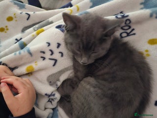 Mixed Breed cats Leo male kitten - Advert 11