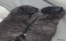 Mixed Breed cats for sale: Cross british short hair kittens in Rainham - Image 14