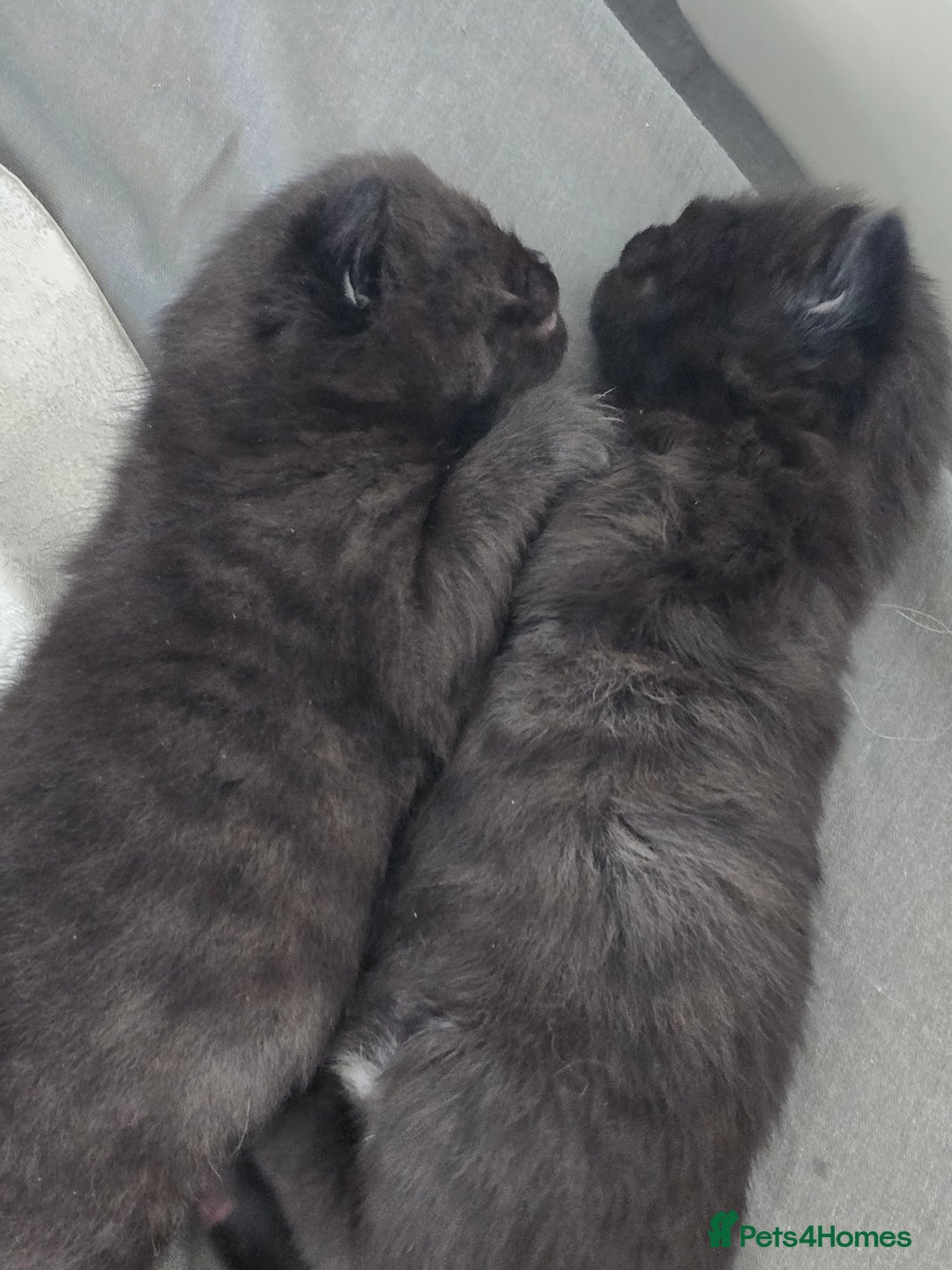 Mixed Breed cats for sale: Cross british short hair kittens in Rainham - Image 14