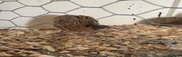 Quail poultry for sale: 6 male quails for sale  in King's Lynn - Advert 2