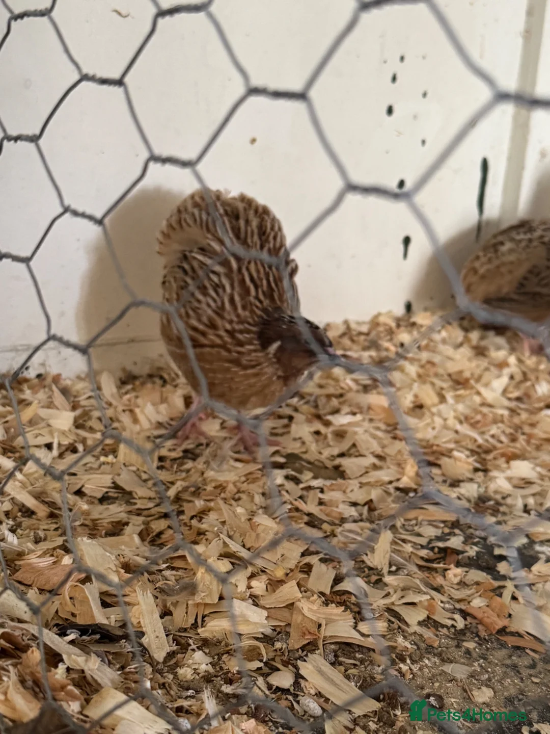 Quail poultry for sale: 6 male quails for sale  in King's Lynn - Advert 2