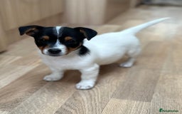 Jack Russell dogs for sale: Traditional Miniature Jack Russell Puppies! - Advert 7