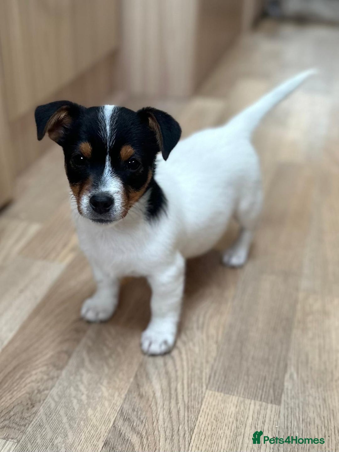 Jack Russell dogs for sale: Traditional Miniature Jack Russell Puppies! - Advert 7