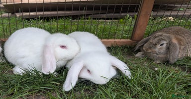 Mini Lop rabbits - Advert 9