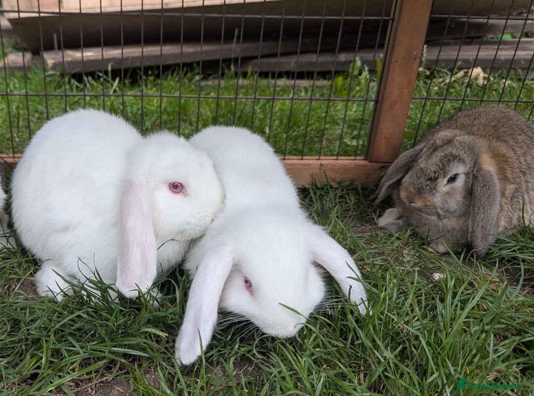 Mini Lop rabbits for sale: Baby Mini Lops - Image 5
