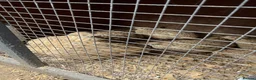 Quail poultry for sale: Japanese jumbo coturnix quails  in Luton - Advert 4