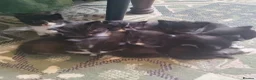 Mixed Breed cats for sale: 8 beautiful kittens available mid June - Advert 4