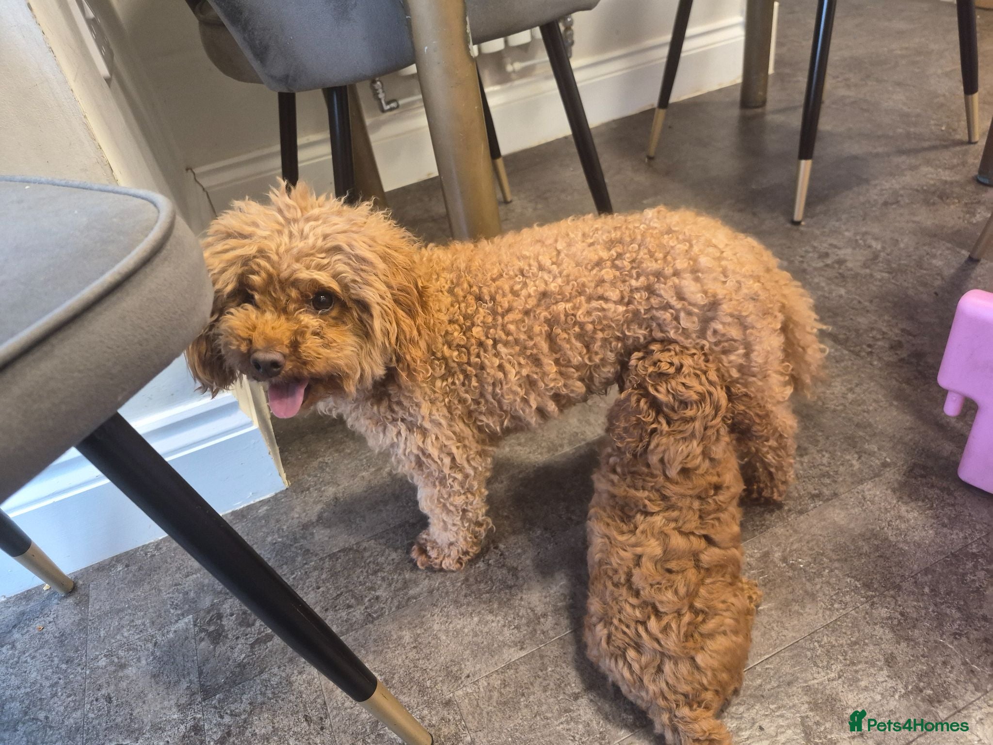 Toy Poodle dogs Toy Poodle  - Advert 4
