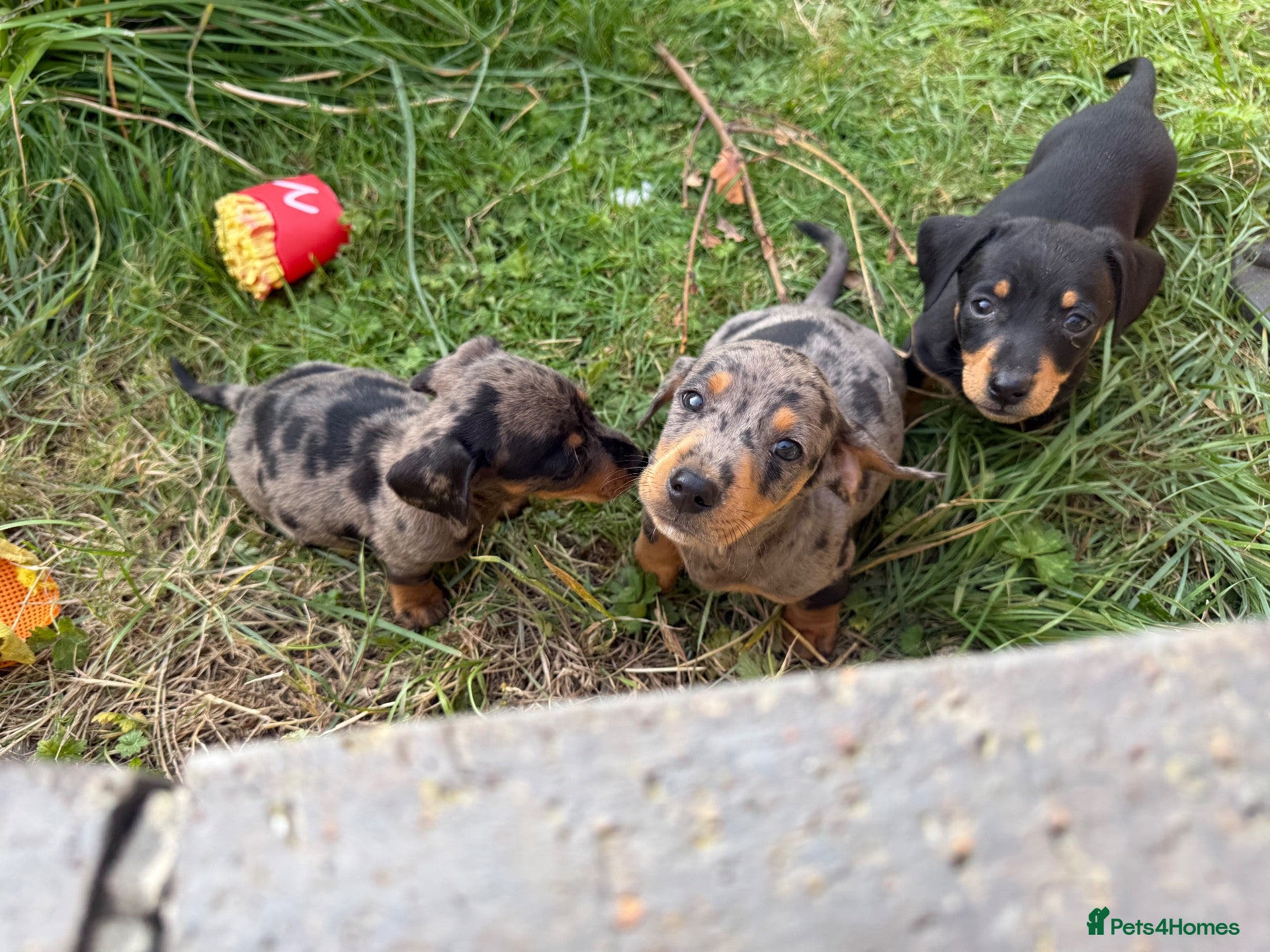 Dachshund dogs 4 playful dachshund pups  - Advert 4