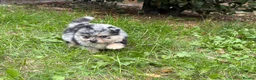 Pomeranian dogs for sale: 🩷 Chocolate merle girl, 🩵 blue eye Merle boy - Advert 2
