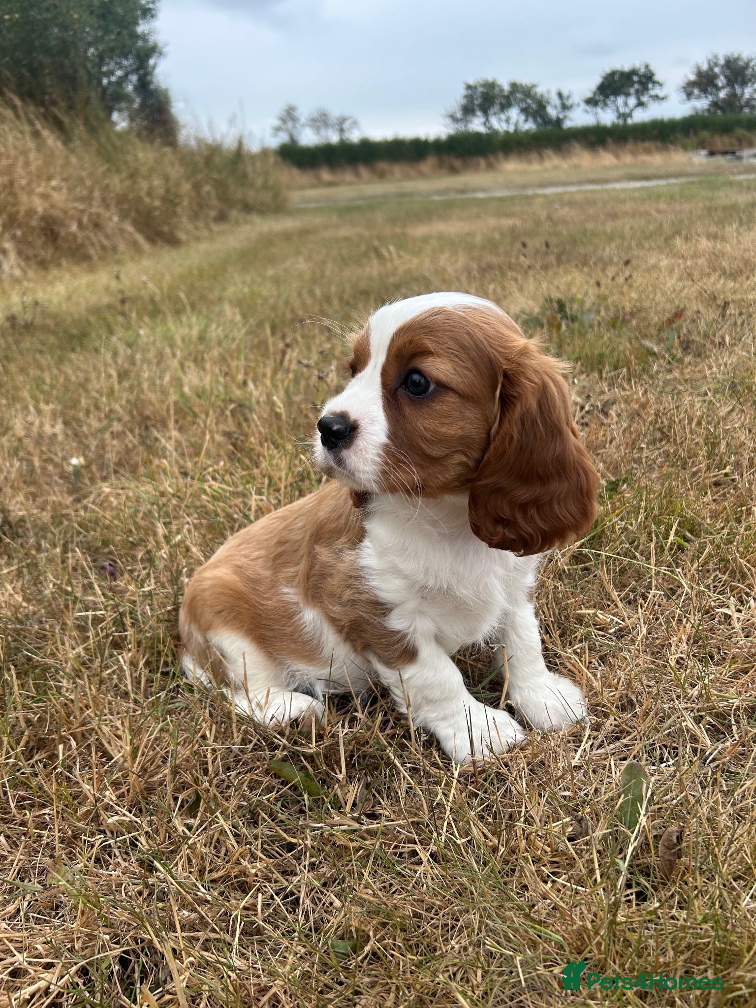 Cavalier King Charles Spaniel dogs Gorgeous female Cavalier - ready to go - Advert 6