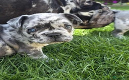 French Bulldog dogs for sale: French bulldog  - Image 3