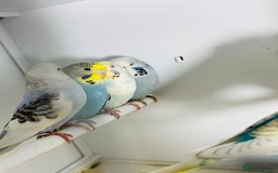 Budgerigars birds for sale: Stunning baby rainbow/pied budgies  in Luton - Image 2