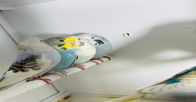 Budgerigars birds in Luton - Advert 10