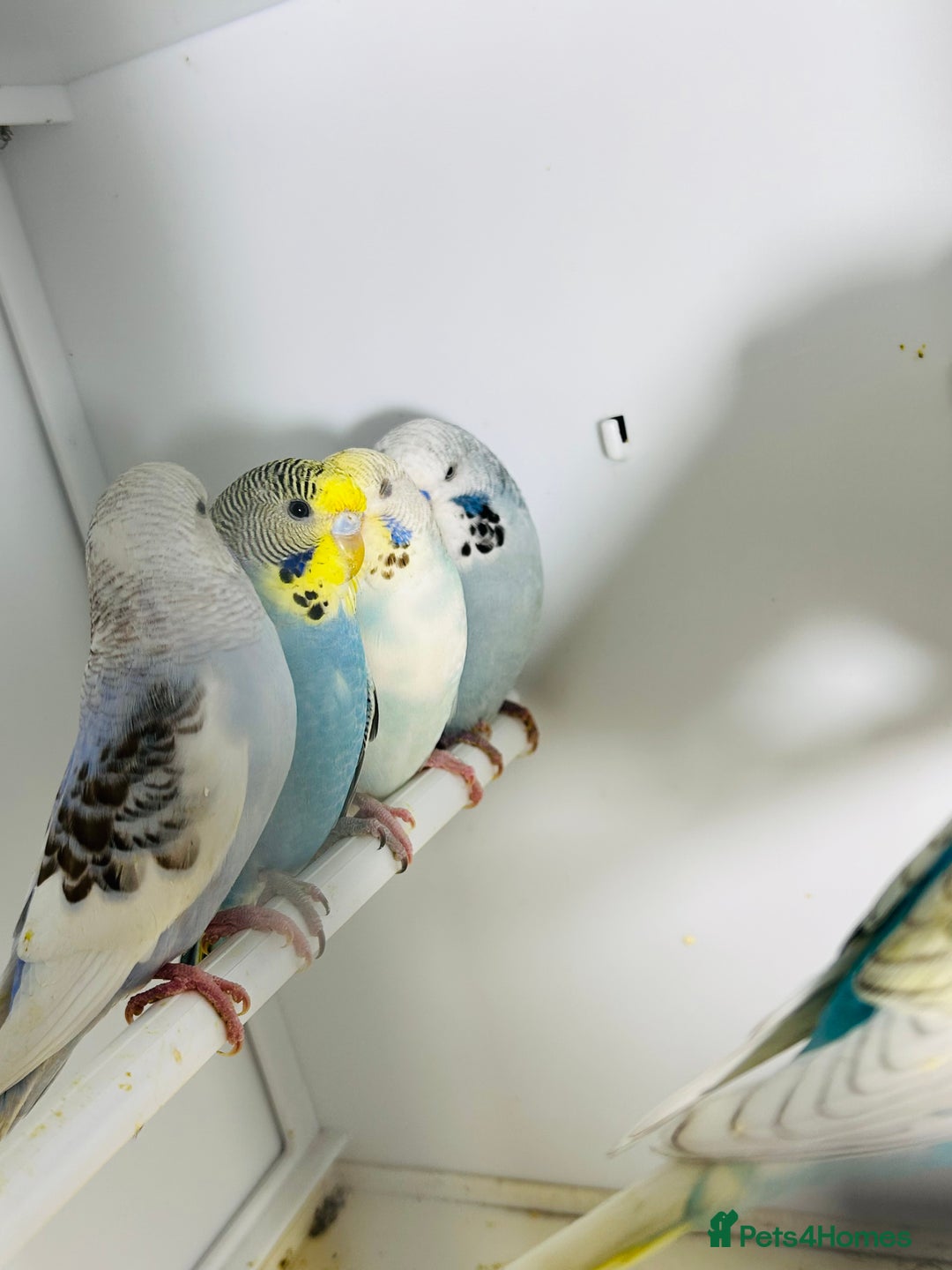 Budgerigars birds for sale: Stunning baby rainbow/pied budgies  in Luton - Image 2