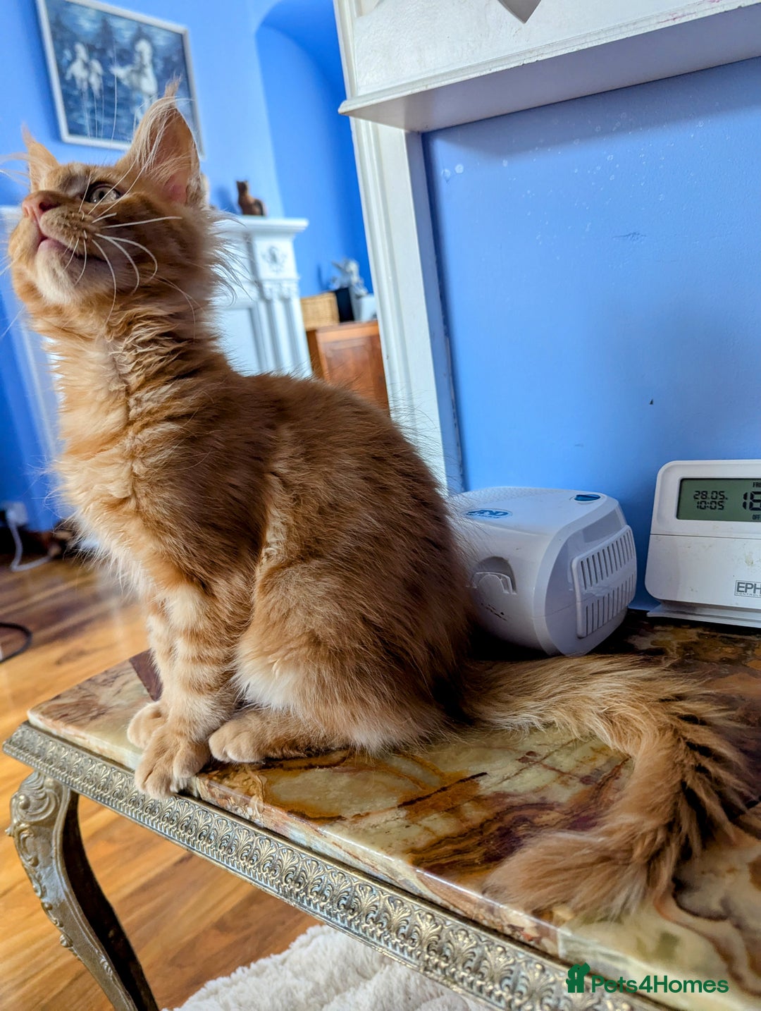 Maine Coon cats for sale: Beautiful Pedigree Maine Coon Kittens  - Image 20