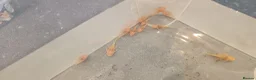 Plecos fish for sale: Albino bristlenose pleco babies and guppy fry  - Advert 3
