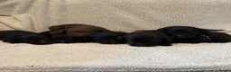 Labrador Retriever dogs for sale: 6 Black Boys and 1 Chocolate boy  in Chippenham - Advert 5