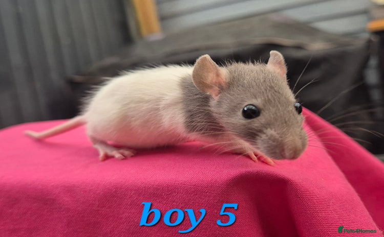 Rat rodents - Advert 4
