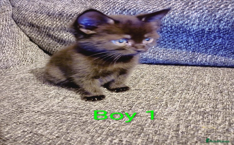 Mixed Breed cats - Advert 2