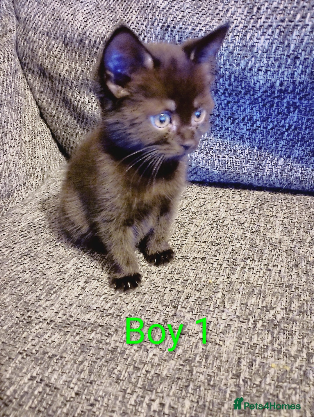 Mixed Breed cats for sale: 2 boys Turkish angora x  - Image 1