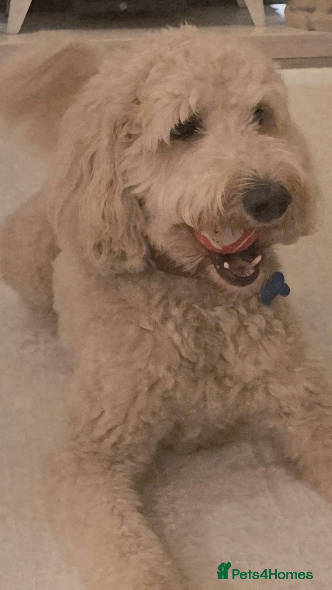 Labradoodle dogs for stud: Bailey: Top-Temperament Proven Stud - Advert 10