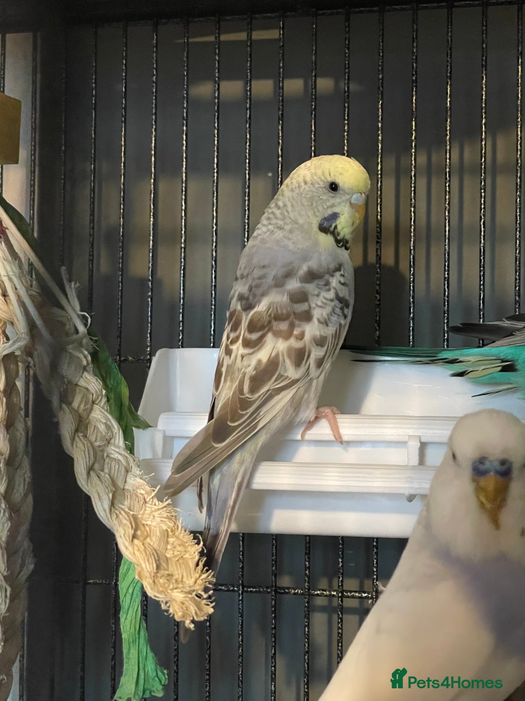 Budgerigars birds for sale: Four budgies (sold as a group) - Advert 4