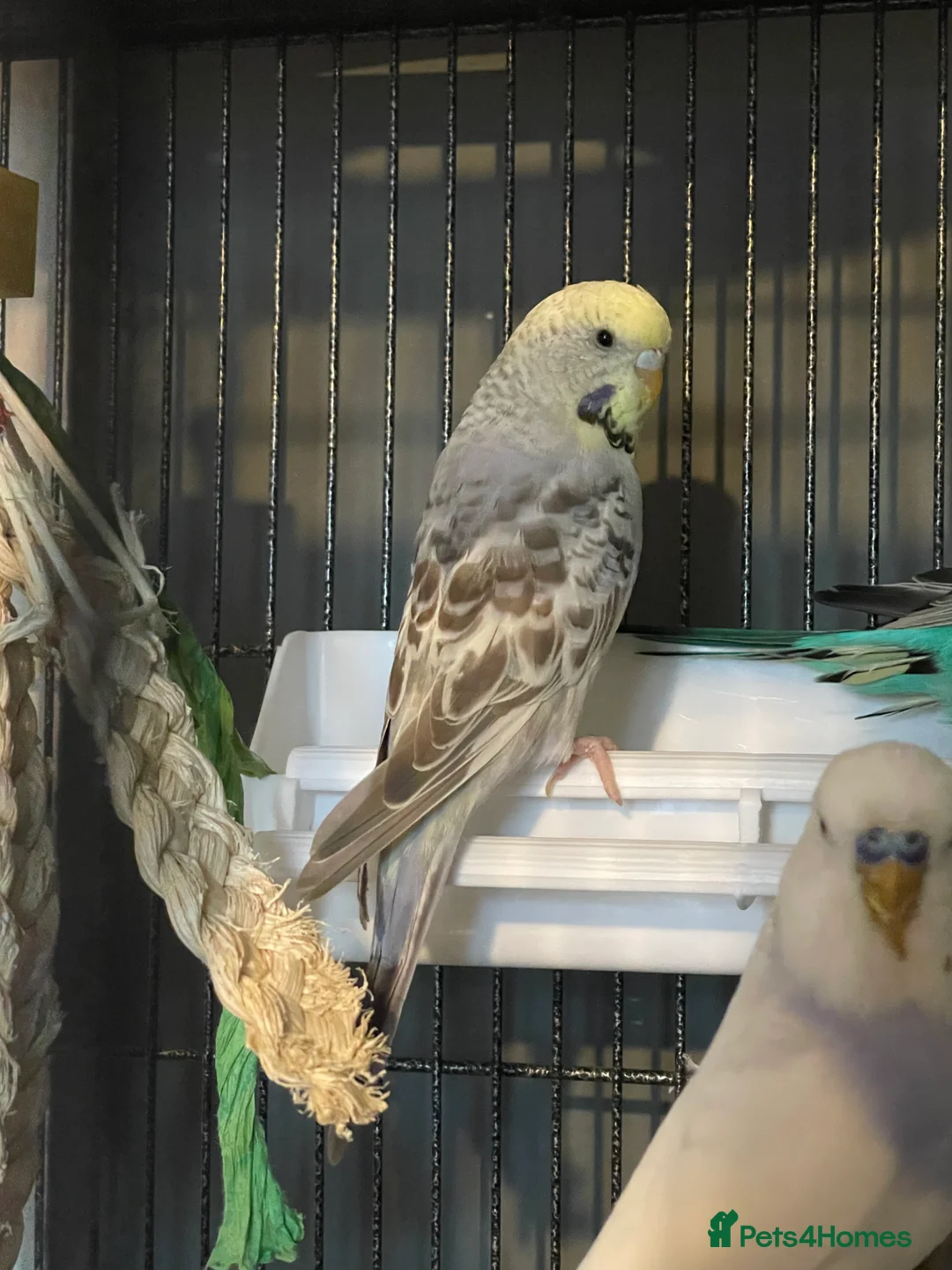 Budgerigars birds for sale: Four budgies (sold as a group) - Advert 4