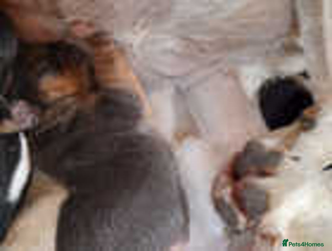 Jack Russell dogs for sale: Adorable Jack Russell Puppies for Sale! - Image 11