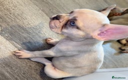 French Bulldog dogs for sale: ‼️ READY TO LEAVE NOW -3 French bulldog pups left! in Ripley - Image 8