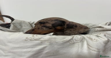 Dachshund dogs - Advert 3