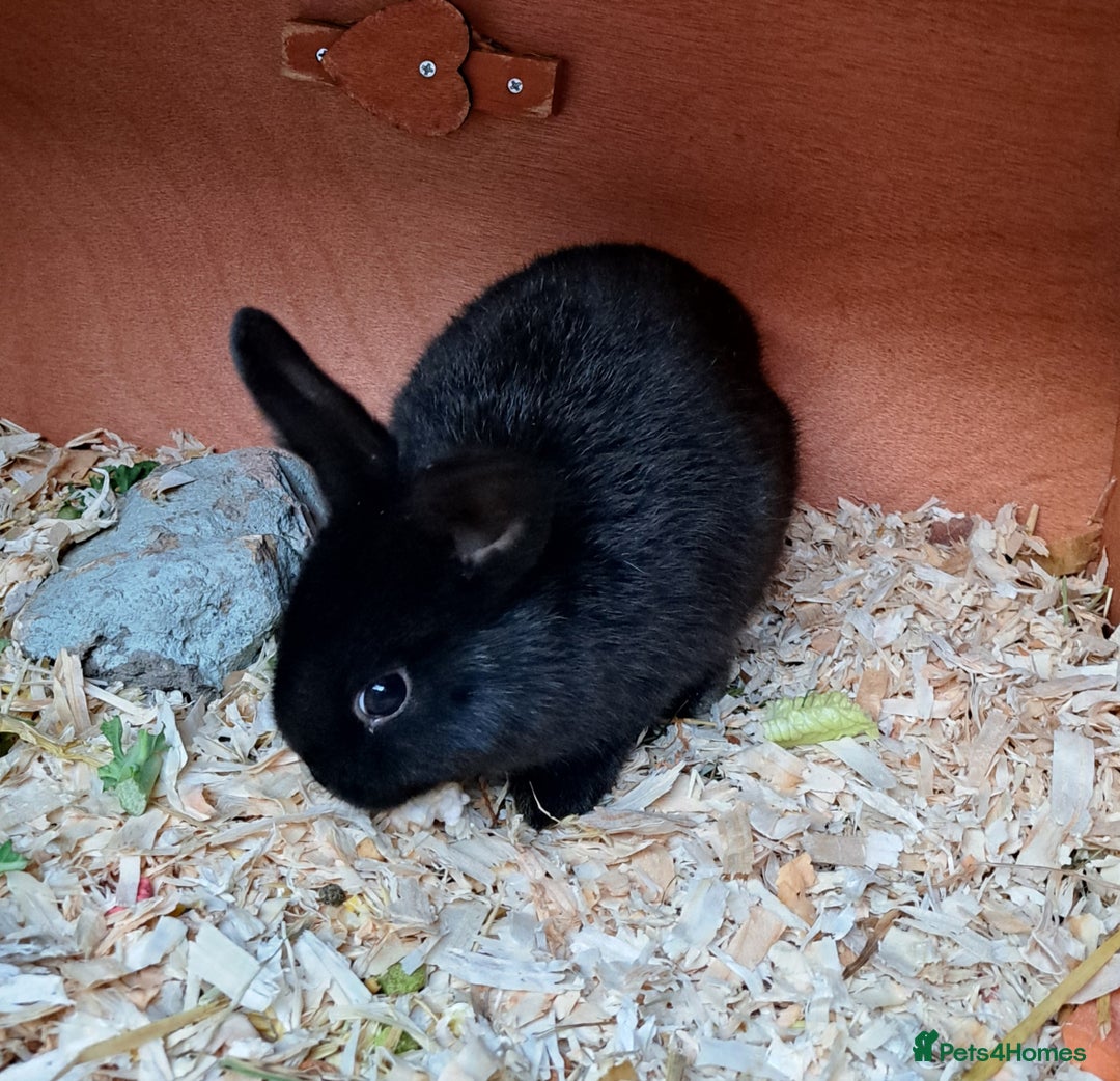 Mixed Breed rabbits for sale: Baby rabbits  - Advert 3