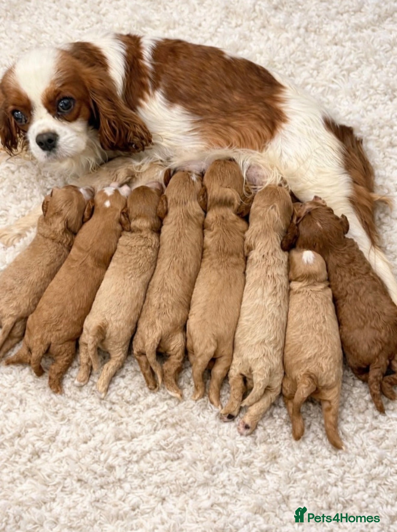 Cavapoo dogs F1 Cavapoo’s From Health Tested Parents 🧬 - Advert 1