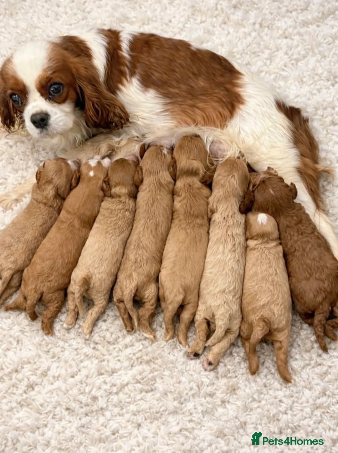 Cavapoo dogs for sale: F1 Cavapoo’s From Health Tested Parents 🧬 in Middlesbrough - Advert 1