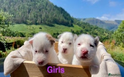 Siberian Husky dogs for sale: 🔥Last 2 epic puppies available don’t miss out - Image 11