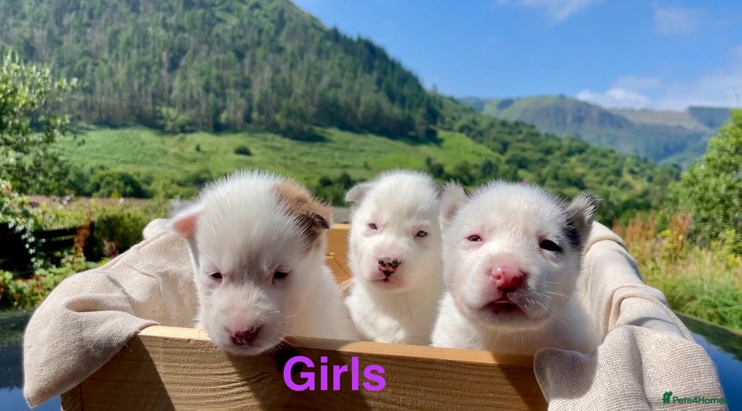 Siberian Husky dogs for sale: 🔥Last 2 epic puppies available don’t miss out - Image 11