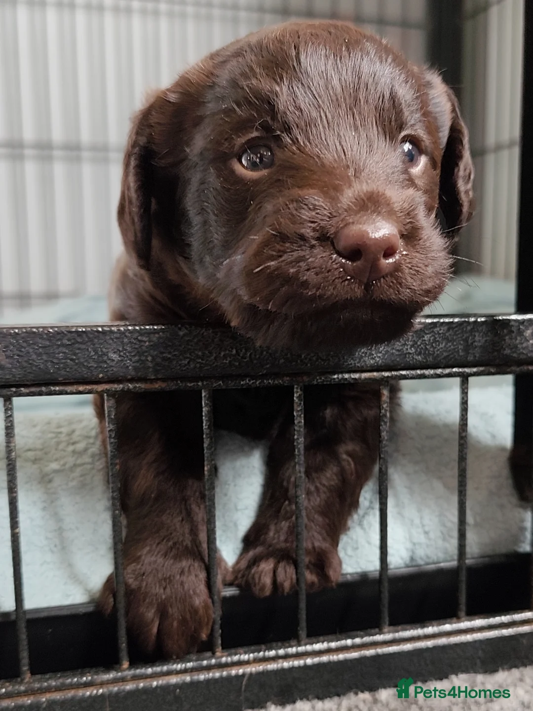 Labradoodle dogs for sale: Chocolate Labradoodle Exceptional breeding lines - Advert 1