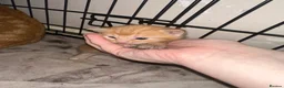 Mixed Breed cats for sale: Baby’s need a new loving home  - Advert 13