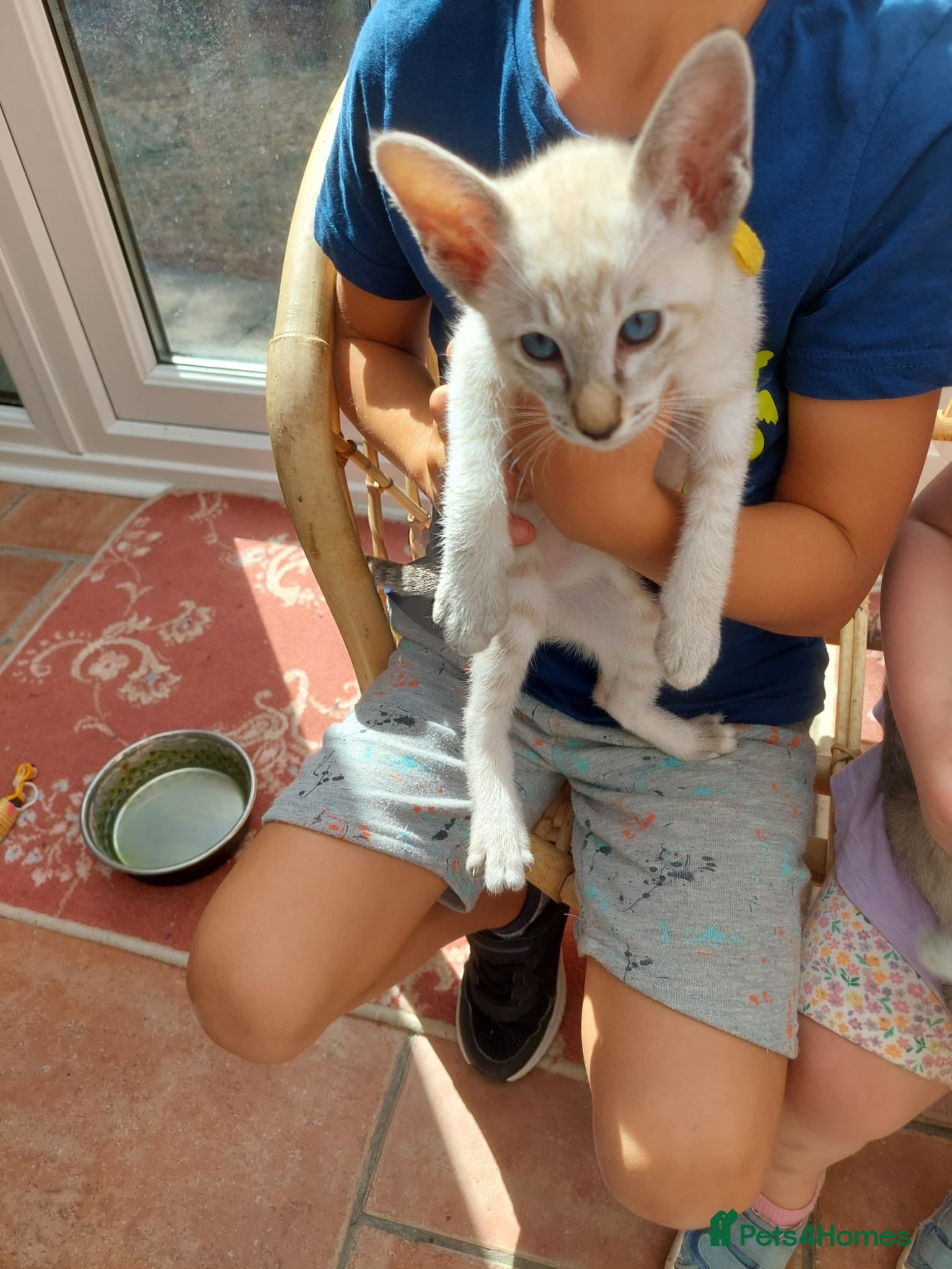 Siamese cats One Seal Tabby Boy looking for his new home - Advert 2