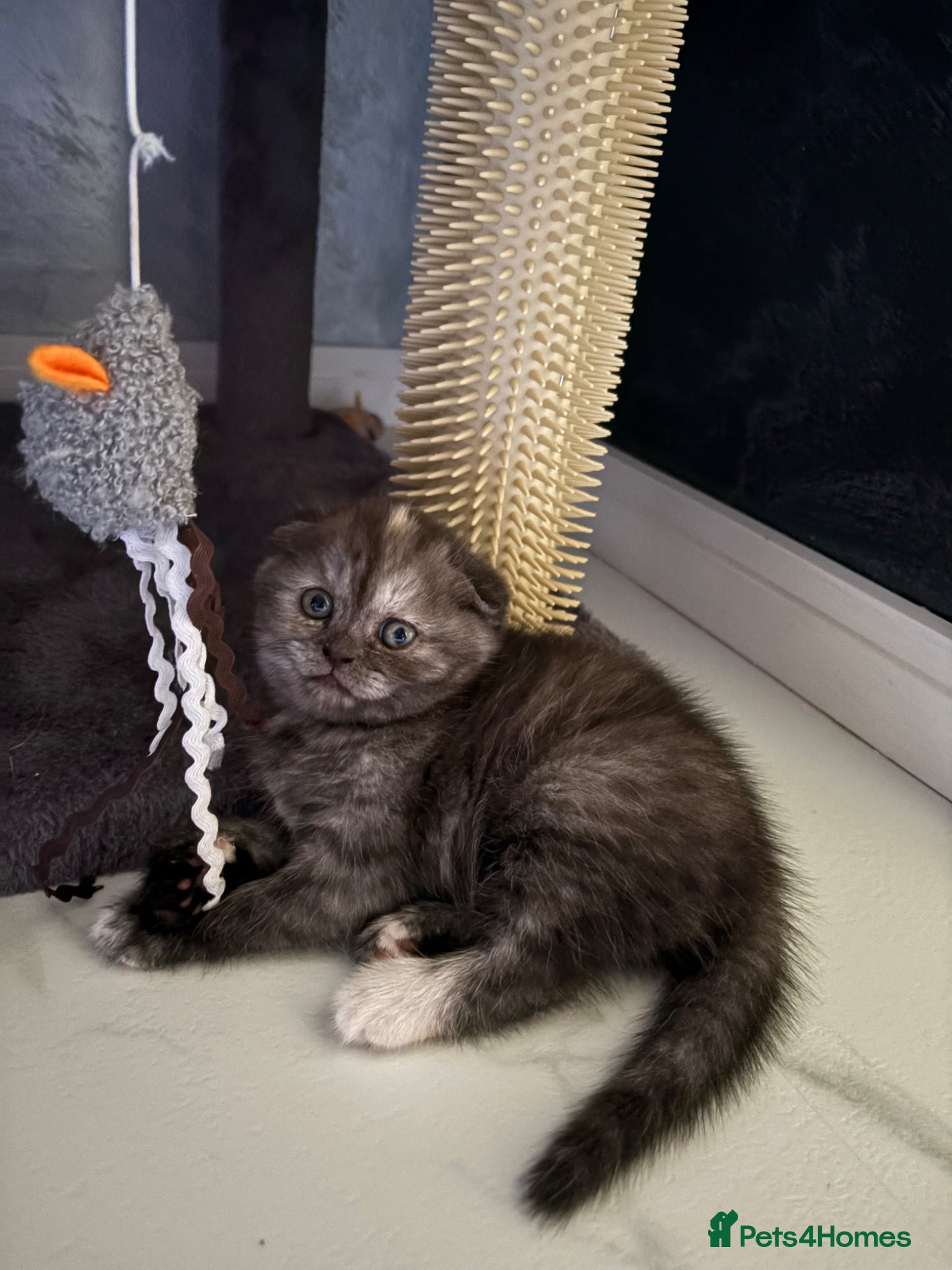 Scottish Fold cats 🐾Beautiful Scottish Fold kittens🐾 - Advert 18