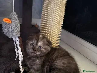 Scottish Fold cats 🐾Beautiful Scottish Fold kittens🐾 - Advert 18