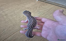 Gecko reptiles for sale: Various leopard geckos and a african fat tail geck - Advert 7