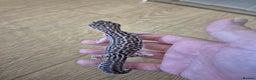 Gecko reptiles for sale: Various leopard geckos and a african fat tail geck - Advert 7