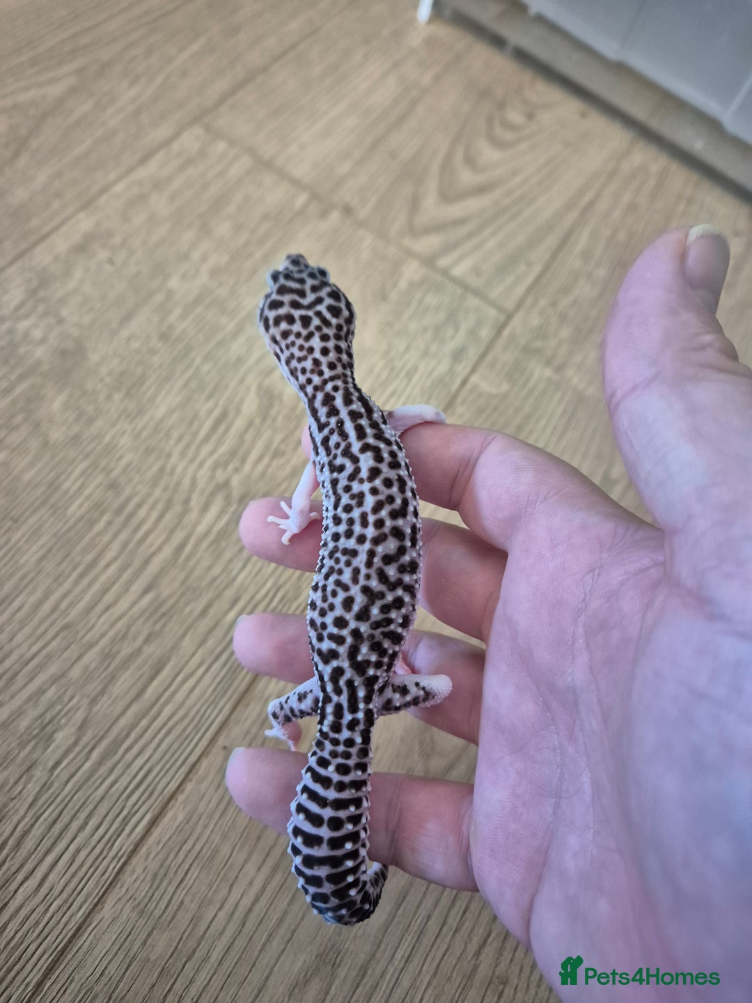 Gecko reptiles for sale: Various leopard geckos and a african fat tail geck - Advert 7