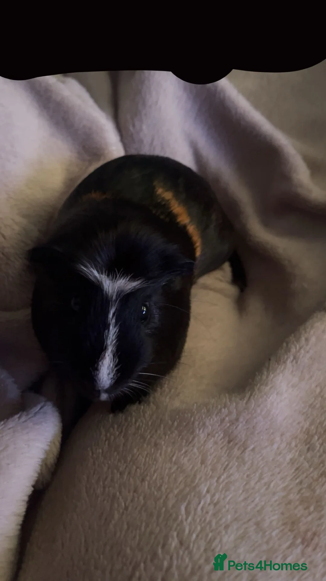 Guinea Pig rodents for sale: Male guinea pig - Advert 1