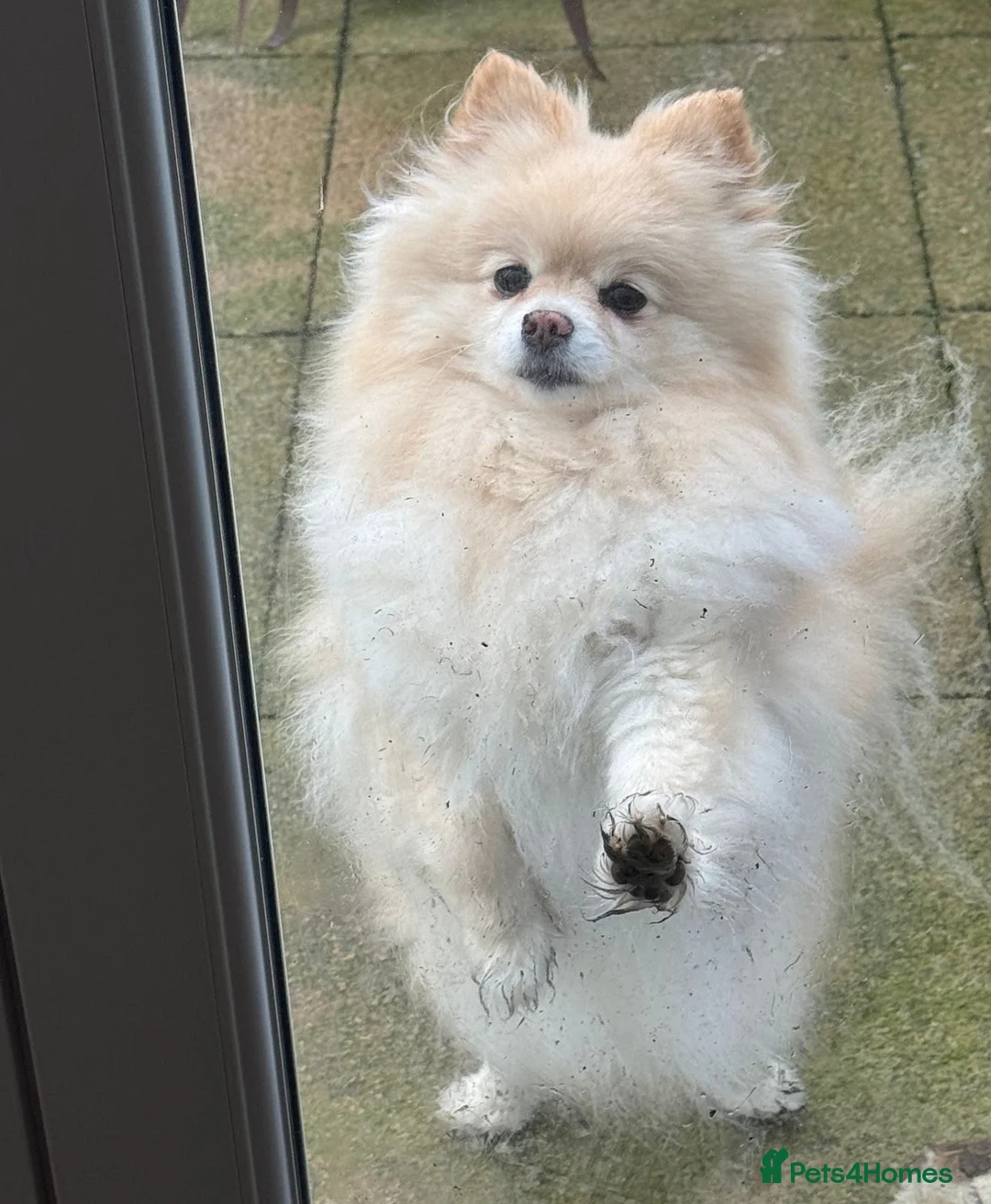 Pomeranian dogs for sale: Poppie - Advert 6